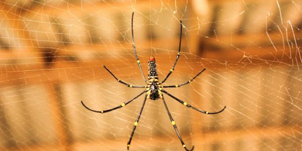 Orb weaver spider in a web
