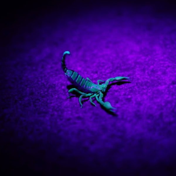 scorpion glowing blue under a black light